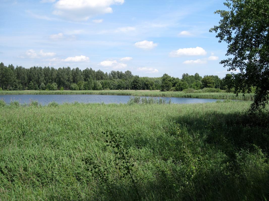 Exkursion zum Naturschutzgebiet Karower Teiche Museum für Naturkunde